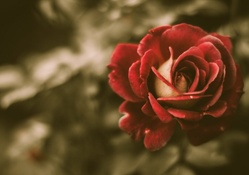 Awesome Rose