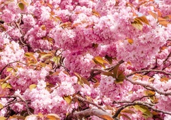 Pink Flower Blossoms