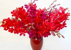 Red Orchid flowers in urn_ vase