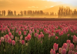 * Field of tulips *