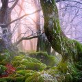 a frosty mist over a moss covered forest