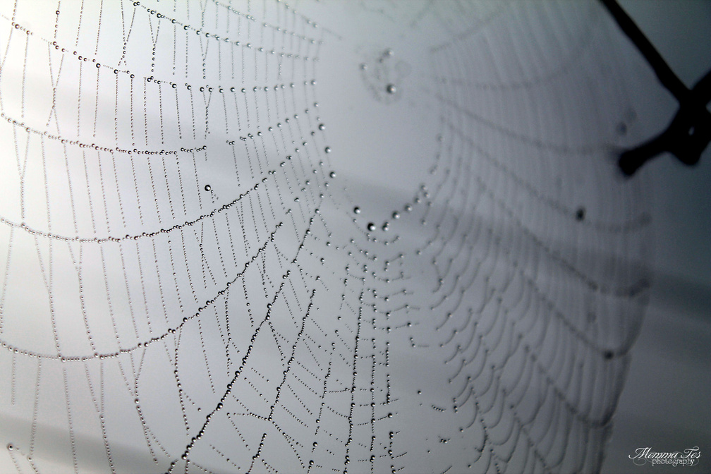 Dew Covered Spiderweb