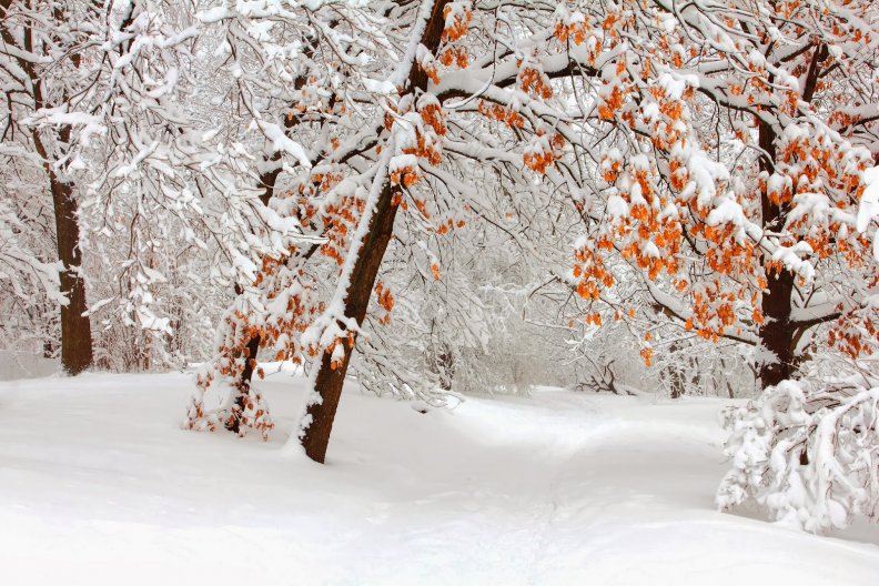winter_trees.jpg