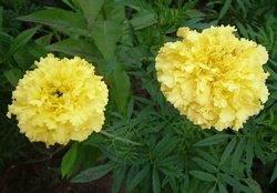 YELLOW FLOWERS ON GREEN LEAVES