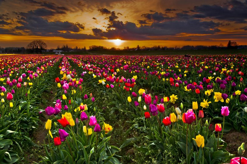 Tulip Field, Woodburn