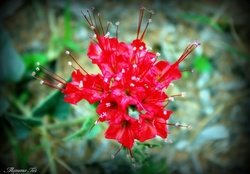Devil's Bouquet _ Wildflower