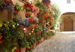Wall Of Flowers