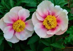 Peony in Spring