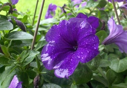 Macro Purple Flower