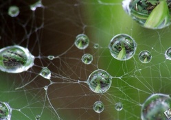 Wet web