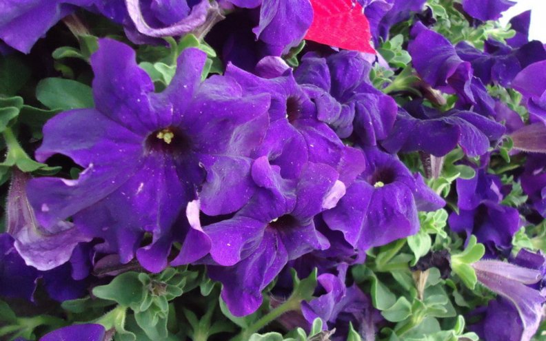 purple_flowers.jpg
