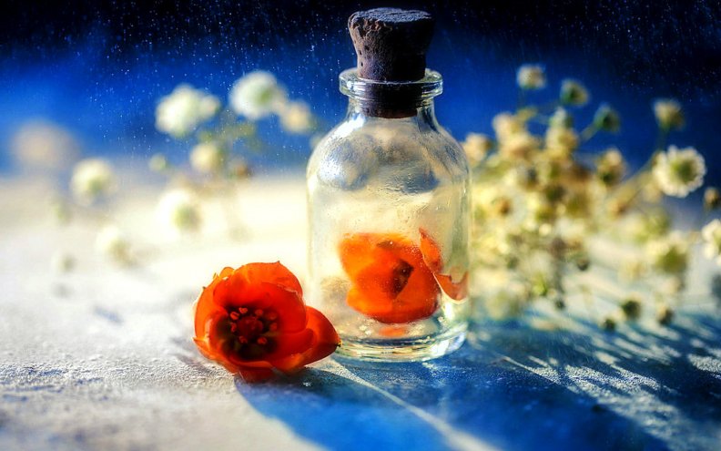 ..Flower in the Bottle..