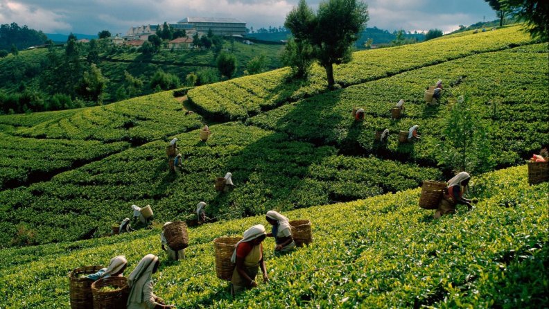 women working on a tea farm