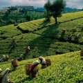 women working on a tea farm