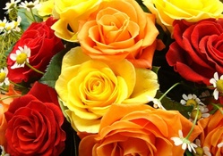 * Colorful roses *