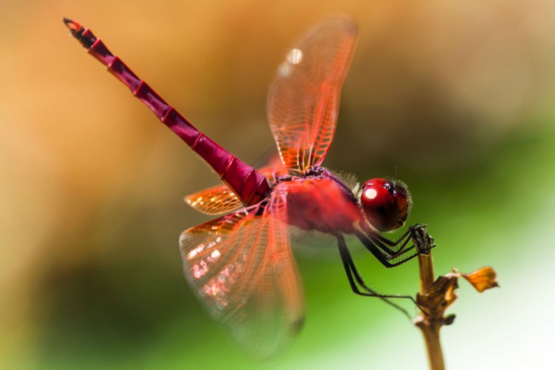 pink_dragonfly.jpg