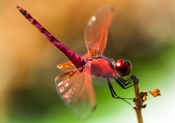 Pink Dragonfly