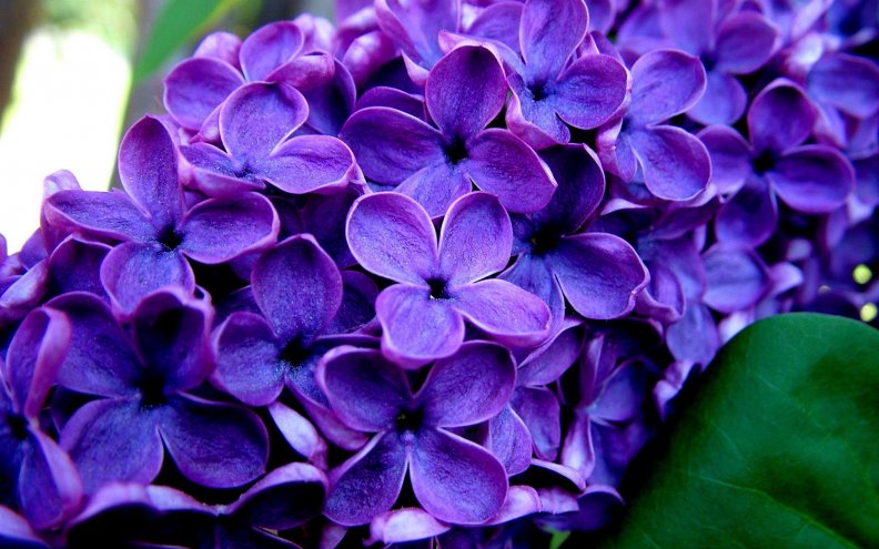 dark_purple_lilacs.jpg