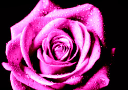 Hot Pink Open Rose