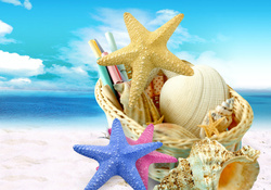 Shells and starfish