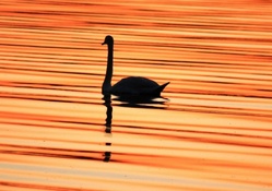 Bird swimming at sunset