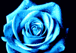 Blue Open Rose