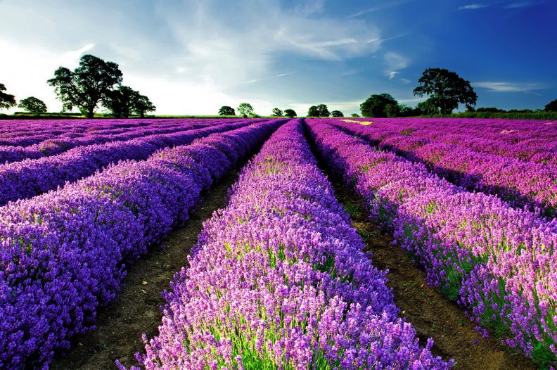 purple_field.jpg