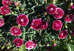 Wild carnations