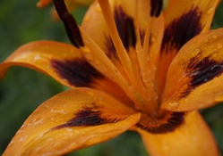 Close_up Lili Flower