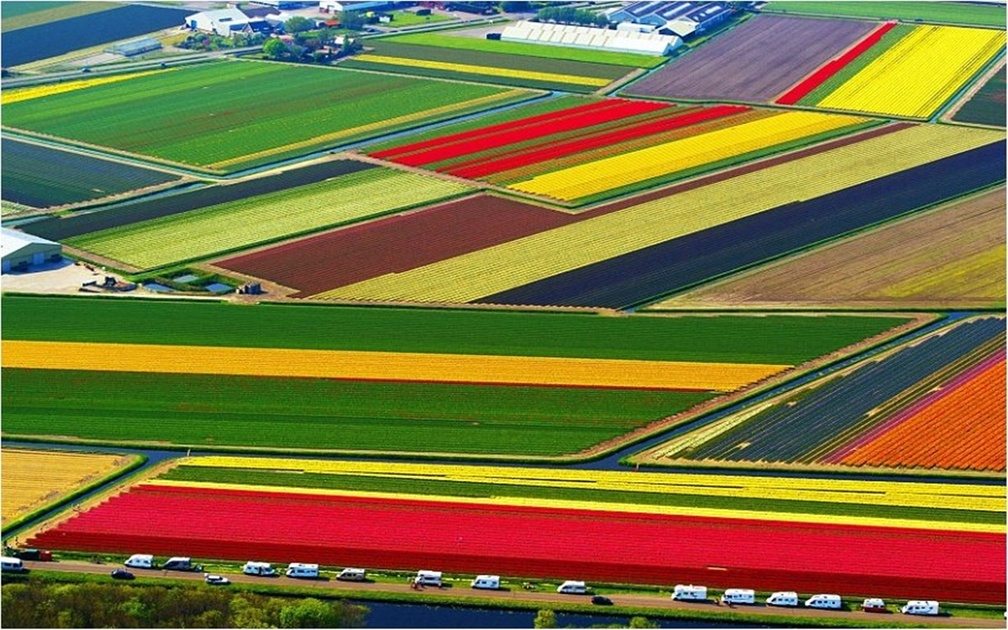 Tulip_National_Farm_Netherlands.