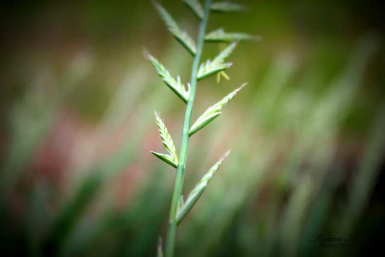 grass_seeds.jpg