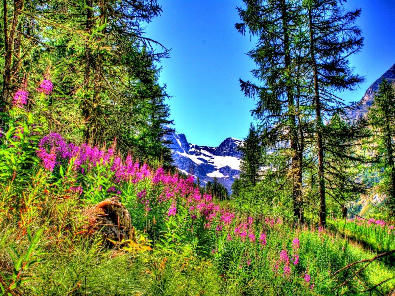 mountain_flowers_paradise.jpg