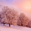 Pink Winter Day