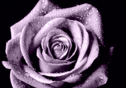 Purple Open Rose