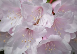 Soft pink rhododendron