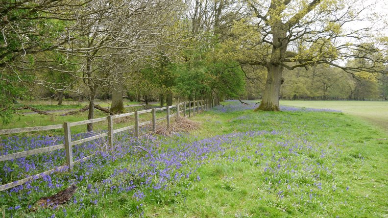 fence_and_bluebells_1.jpg