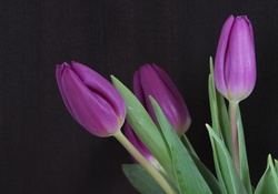 Purple Tulips