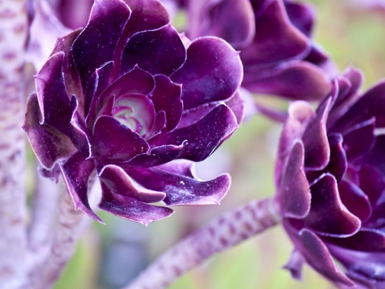 two_purple_flowers.jpg