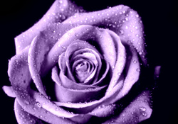Lavender Purple Open Rose