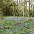 Fallen Tree and Bluebells.