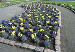 Springflowers in the Park