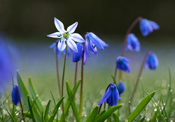 Blue Bell Flowers
