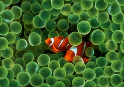 iPhone Clown Fish