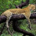 Leopard on a limb