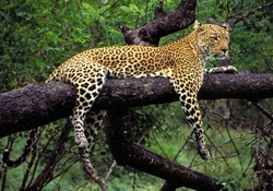 Leopard on a limb