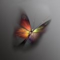 Mariprosa Butterfly