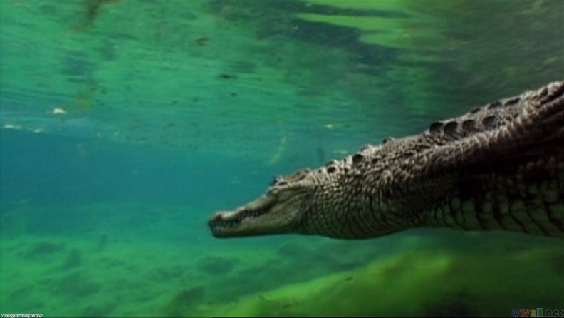 crocodile_swimming.jpg