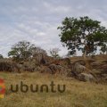 African ubuntu