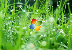 Windows XP Wet Grass
