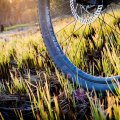 Mountainbike in a Swamp